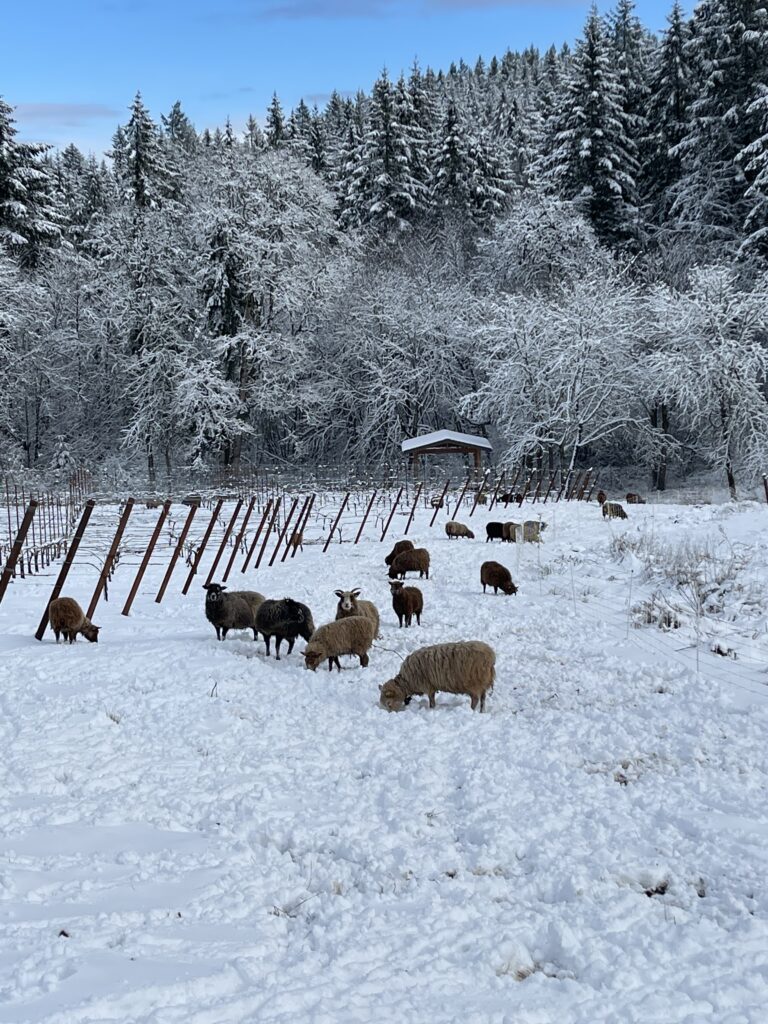 Sheep grazing in snowy field