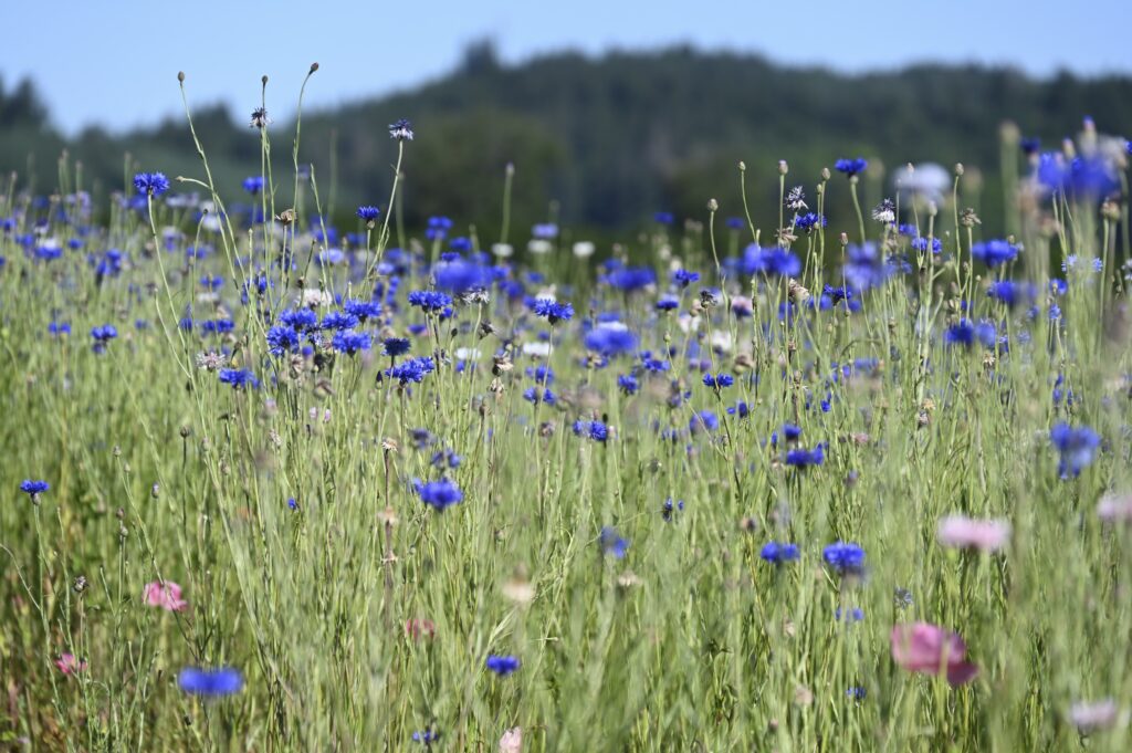 Field of tall green grass with numerous blue and some pink wildflowers under a clear sky; blurred tree-covered hills in the background.