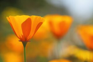 Close-up of a vibrant orange California poppy in focus with other similar flowers blurred in the background.