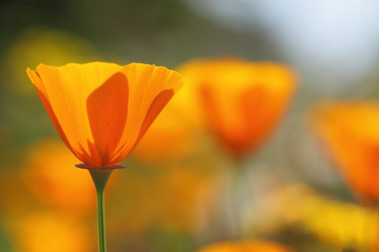 Close-up of a vibrant orange California poppy in focus with other similar flowers blurred in the background.