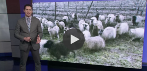Sheep at Ambar