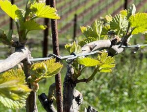 Buds in the vineyard.