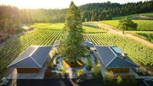Large tree featured at Ambar Estate