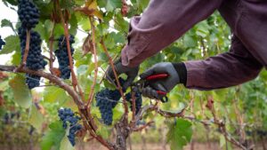 Hand harvesting grapes at Ambar estate.