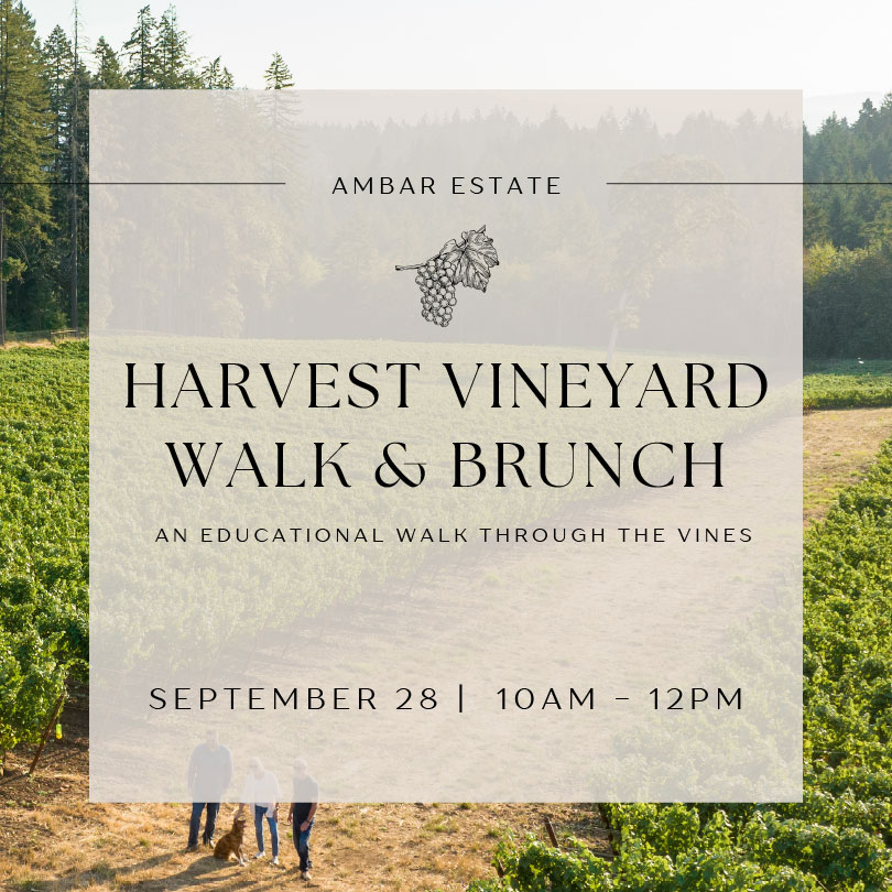 Harvest Vineyard