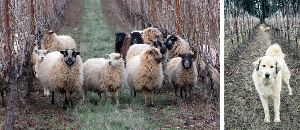 Sheep and dogs at Ambar