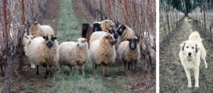 Sheep and dogs at Ambar.