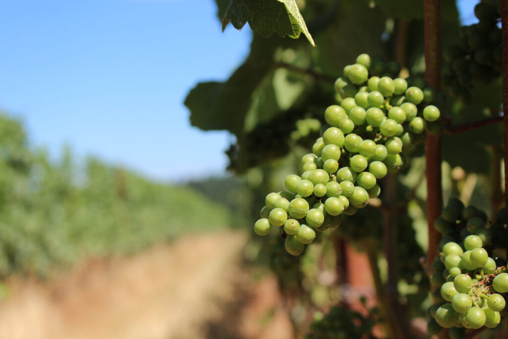 Cluster of grapes.