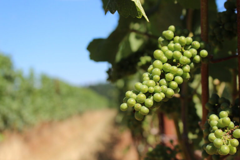 Cluster of grapes.