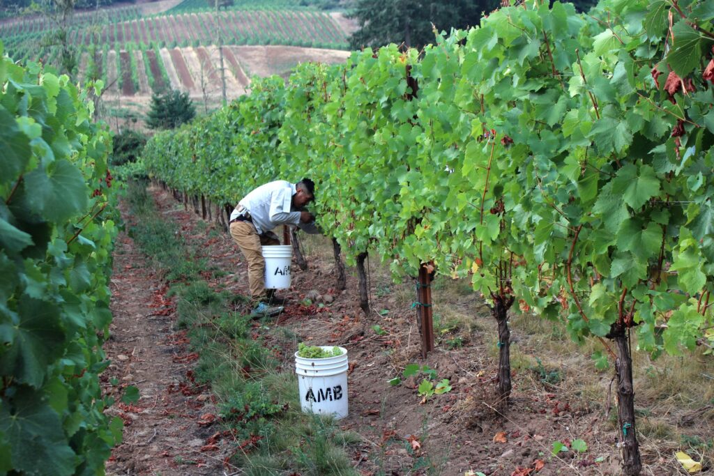 Hand-picking grapes.
