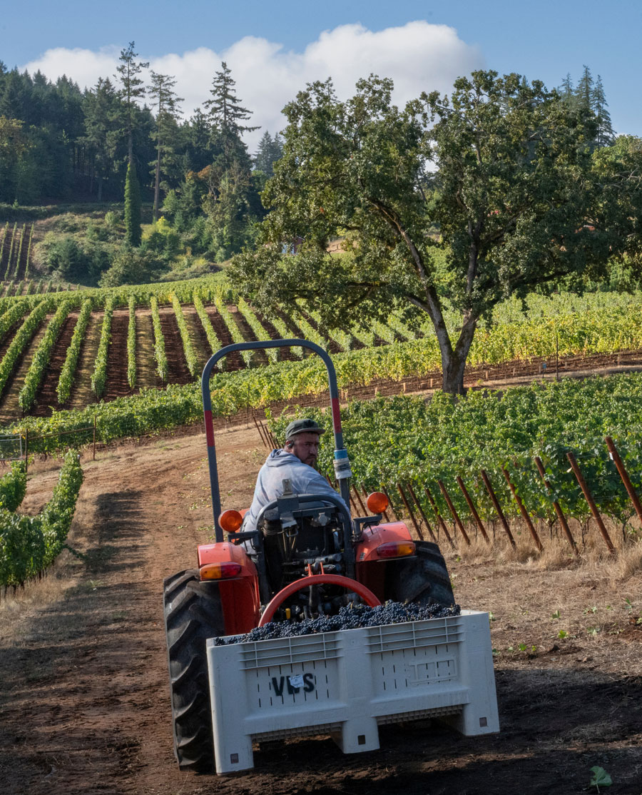 Vineyard team harvesting grapes at Ambar Estate in Willamette Valley