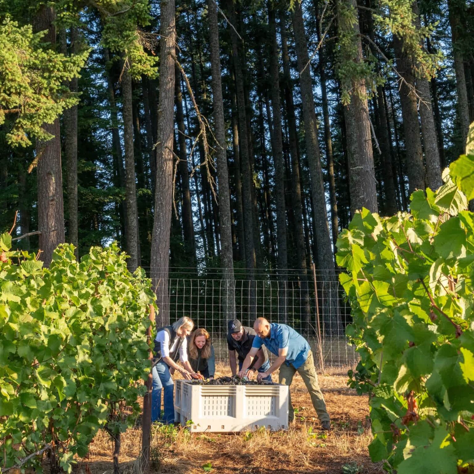 Ambar Estate team harvesting grapes in the organic vineyard