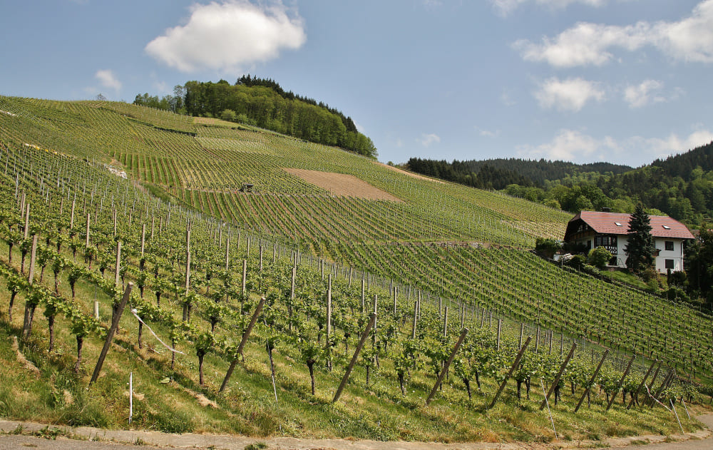 Oregon winery vineyard with Pinot Noir and Syrah grapes, highlighting Willamette Valley climate and red wine character