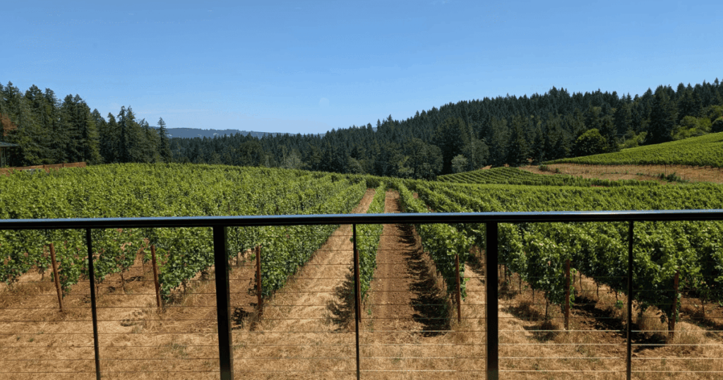 The Willamette Valley vineyard - Ambar Estate