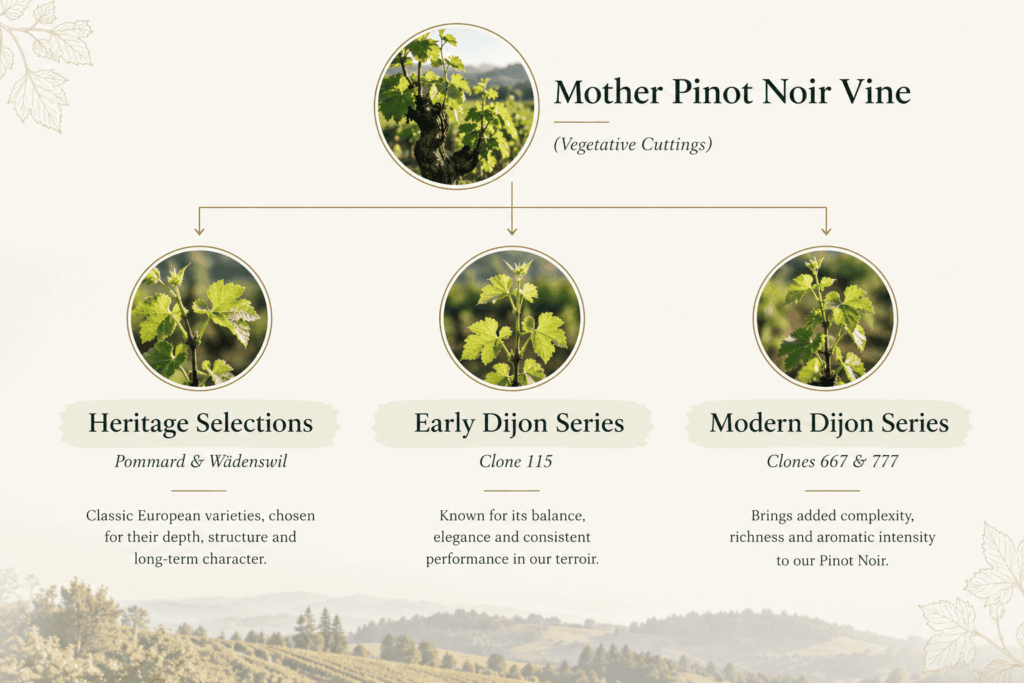 Pinot Noir vine infographic showing a mother Pinot Noir vine propagated through vegetative cuttings into three groups: Heritage Selections (Pommard & Wädenswil), Early Dijon Series (Clone 115), and Modern Dijon Series (Clones 667 & 777).