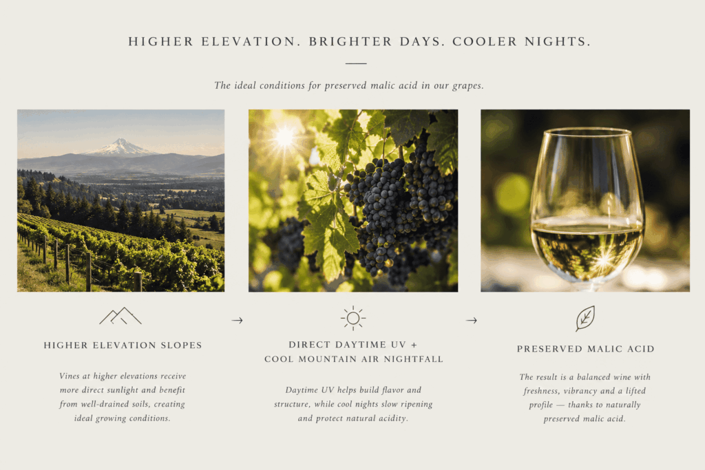 Alt text: “Minimalist vineyard infographic showing how higher-elevation slopes, direct daytime UV, and cool mountain nights help preserve malic acid in grapes.”